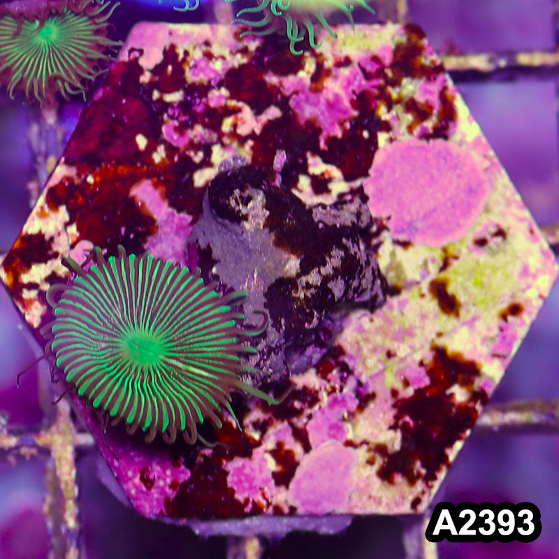 Item#A2393BT2393(S) WYSIWYG Indo Ultra Palythoa Frag