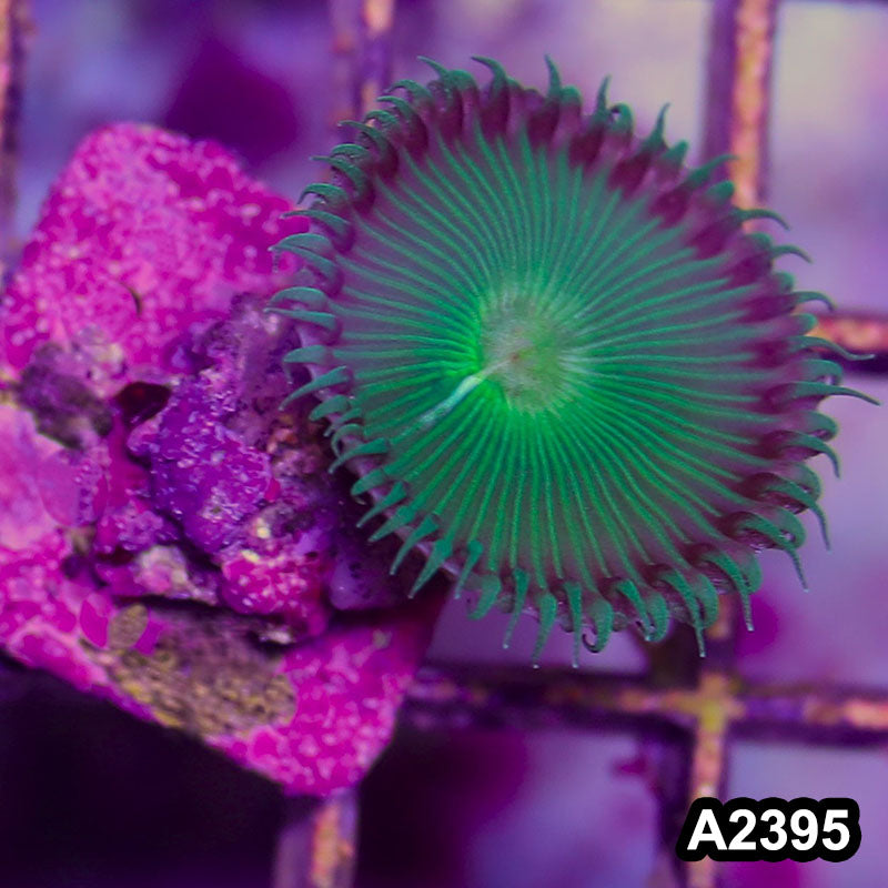 Item#A2395BT2395(S) WYSIWYG Indo Ultra Palythoa Frag