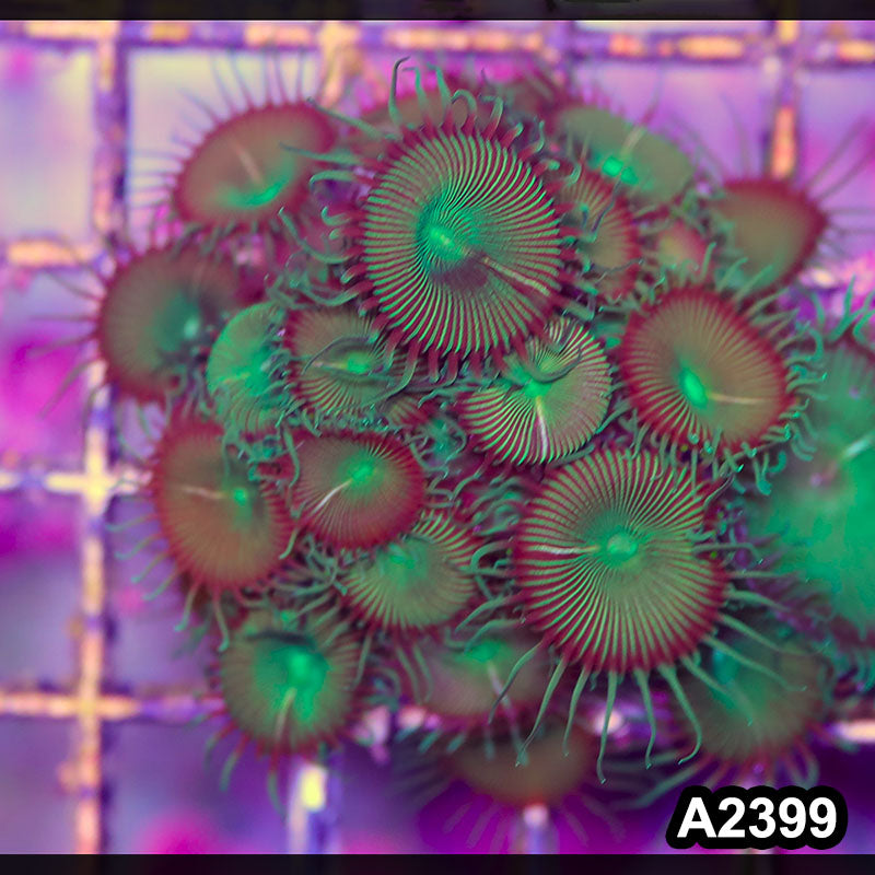 Item#A2399BT2399(M) WYSIWYG Indo Ultra Palythoa Mini Colony