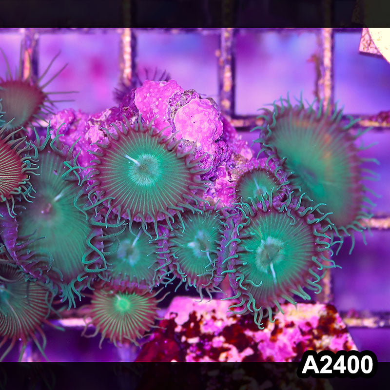 Item#A2400BT2400(M) WYSIWYG Indo Ultra Palythoa Mini Colony