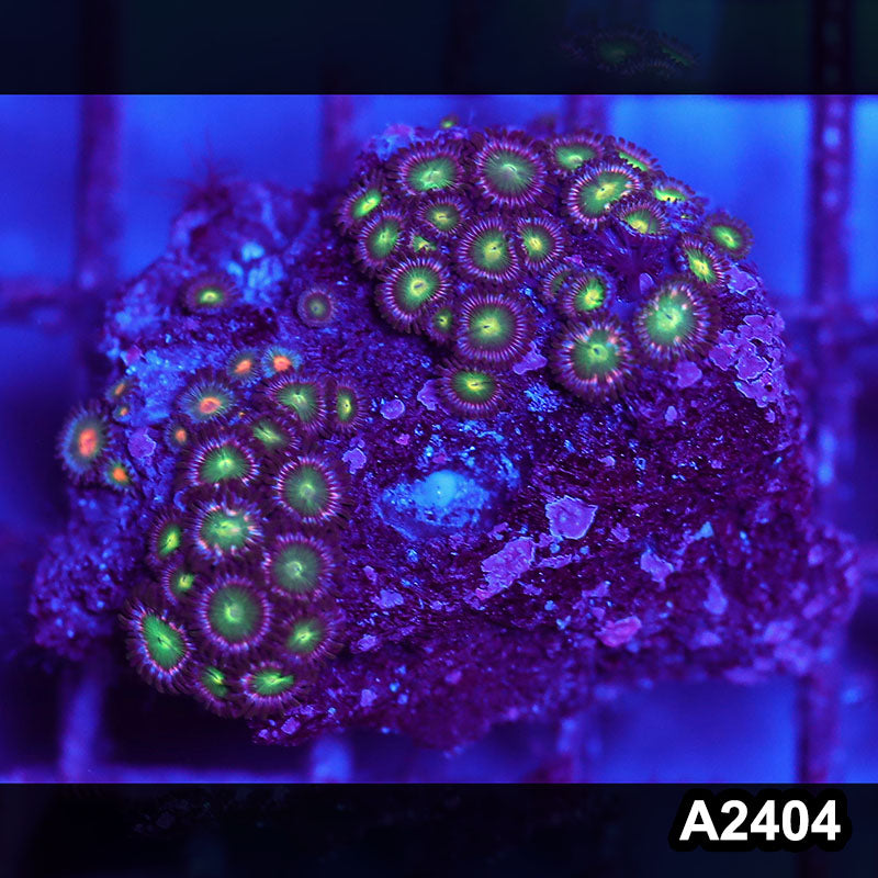 Item#A2404BT2404(S) WYSIWYG Vietnam Ultra Zoanthid Mini Colony