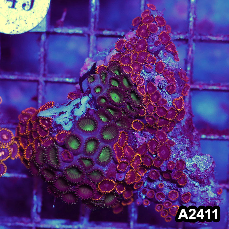 Item#A2411BT2411(M) WYSIWYG Vietnam Ultra Zoanthid Mini Colony