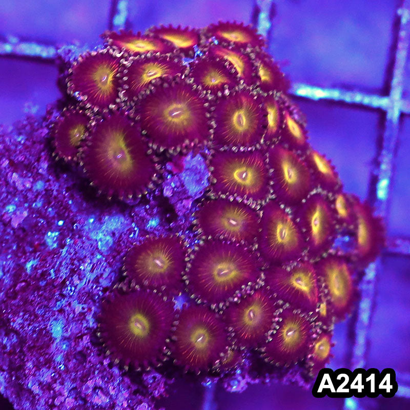 Item#A2414BT2414(S) WYSIWYG Vietnam Ultra Zoanthid Mini Colony