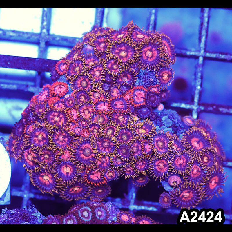 Item#A2424BT2424(S) WYSIWYG Vietnam Ultra Zoanthid Mini Colony