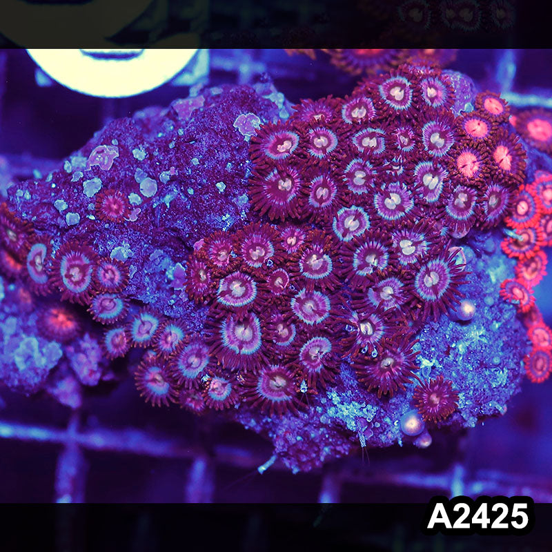Item#A2425BT2425(S) WYSIWYG Vietnam Ultra Zoanthid Mini Colony