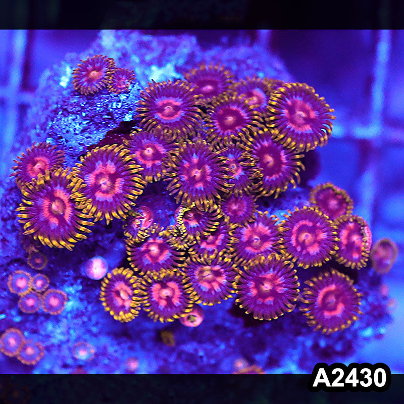 Item#A2430BT2430(S) WYSIWYG Vietnam Ultra Zoanthid Mini Colony