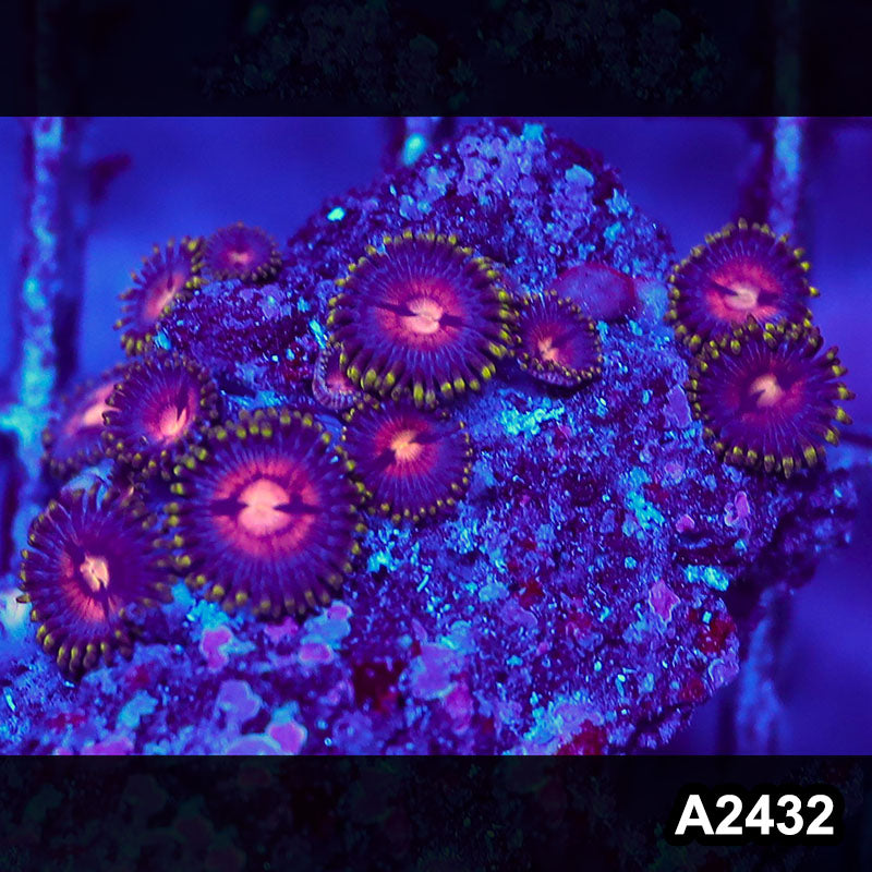 Item#A2432BT2432(S) WYSIWYG Vietnam Ultra Zoanthid Mini Colony