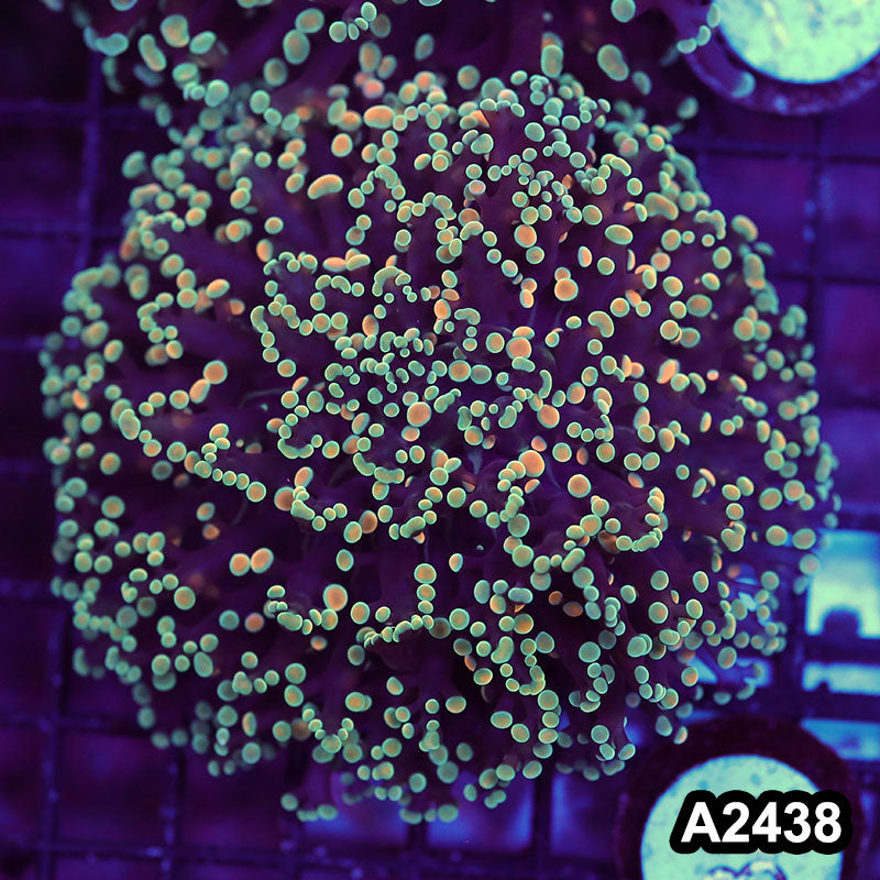 Item#A2438LW2438(M) WYSIWYG Aussie Ultra Unique Kingspawn Colony