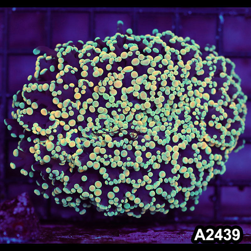 Item#A2439LW2439(M) WYSIWYG Aussie Ultra Unique Kingspawn Colony
