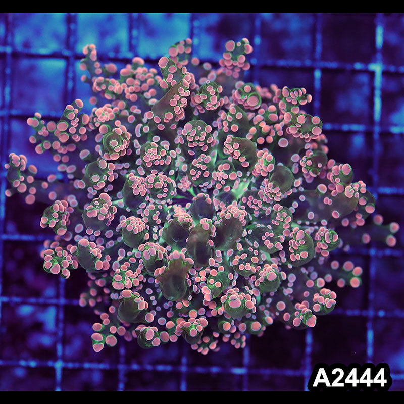 Item#A2444LW2444(M) WYSIWYG Indo Ultra Pink Tip Branching Frogspawn 1H