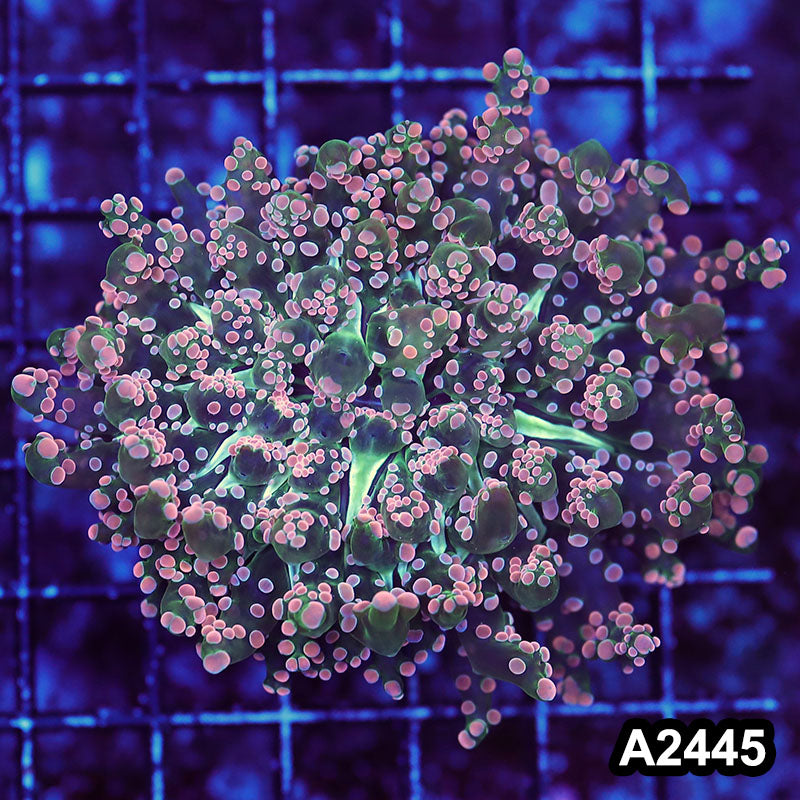 Item#A2445LW2445(M) WYSIWYG Indo Ultra Pink Tip Branching Frogspawn 1H