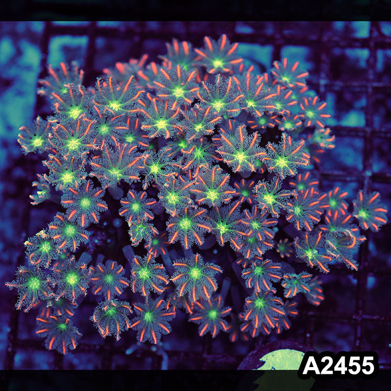 Item#A2455LW2455(M) WYSIWYG Indo Cultured Ultra Clove Polyp Colony