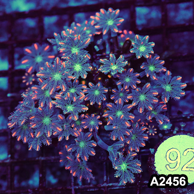 Item#A2456LW2456(M) WYSIWYG Indo Cultured Ultra Clove Polyp Colony