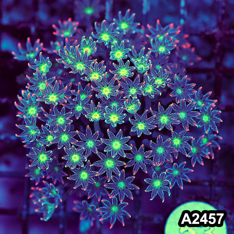 Item#A2457LW2457(M) WYSIWYG Indo Cultured Ultra Clove Polyp Colony