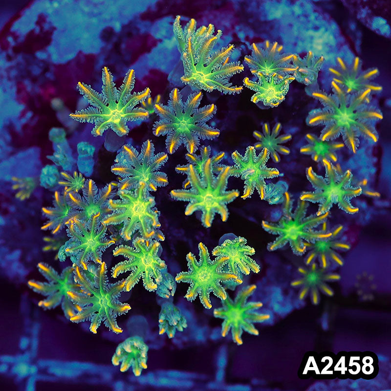 Item#A2458LW2458(M) WYSIWYG Indo Cultured Ultra Clove Polyp Colony
