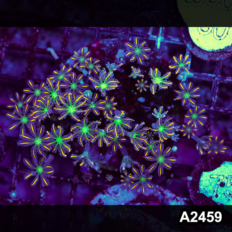 Item#A2459LW2459(M) WYSIWYG Indo Cultured Ultra Clove Polyp Colony