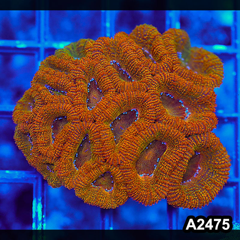 Item#A2475LW2475(S) WYSIWYG Aussie Ultra Unique Acan Lord Mini Colony