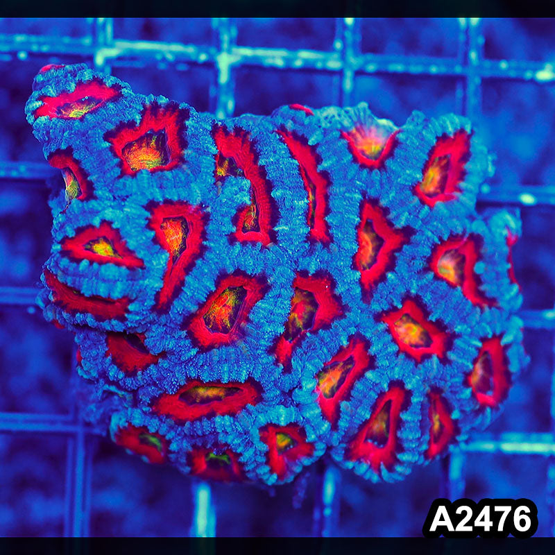 Item#A2476LW2476(S) WYSIWYG Aussie Ultra Acan Lord Mini Colony