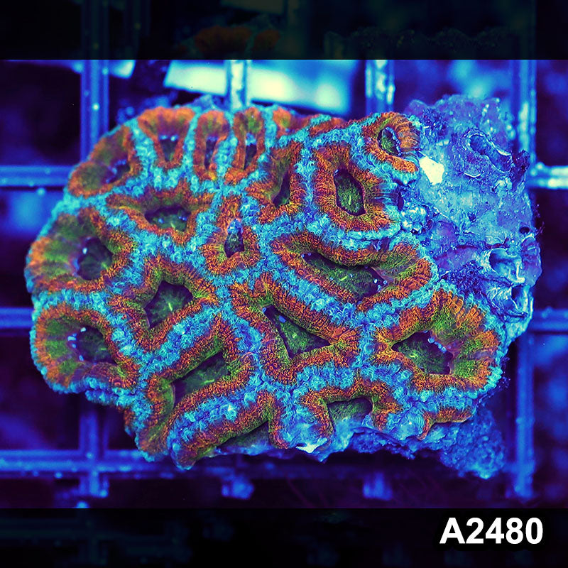 Item#A2480LW2480(S) WYSIWYG Aussie Ultra Acan Lord Mini Colony