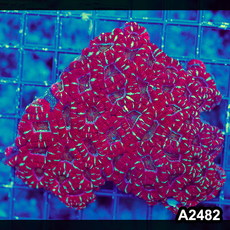 Item#A2482LW2482(S) WYSIWYG Aussie Ultra Acan Lord Mini Colony