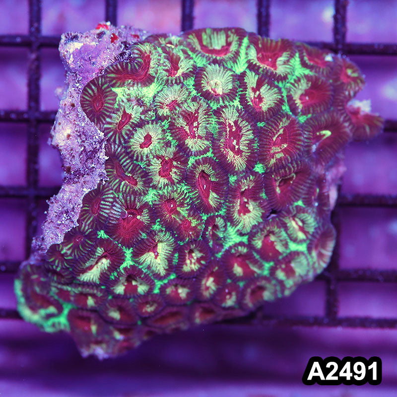 Item#A2491IN2491(S) WYSIWYG Aussie Ultra Unique Favia Mini Colony