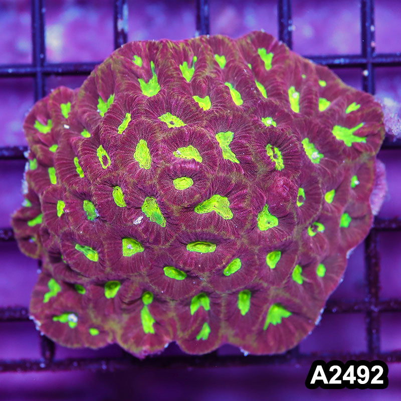 Item#A2492IN2492(S) WYSIWYG Aussie Ultra Unique Favia Mini Colony