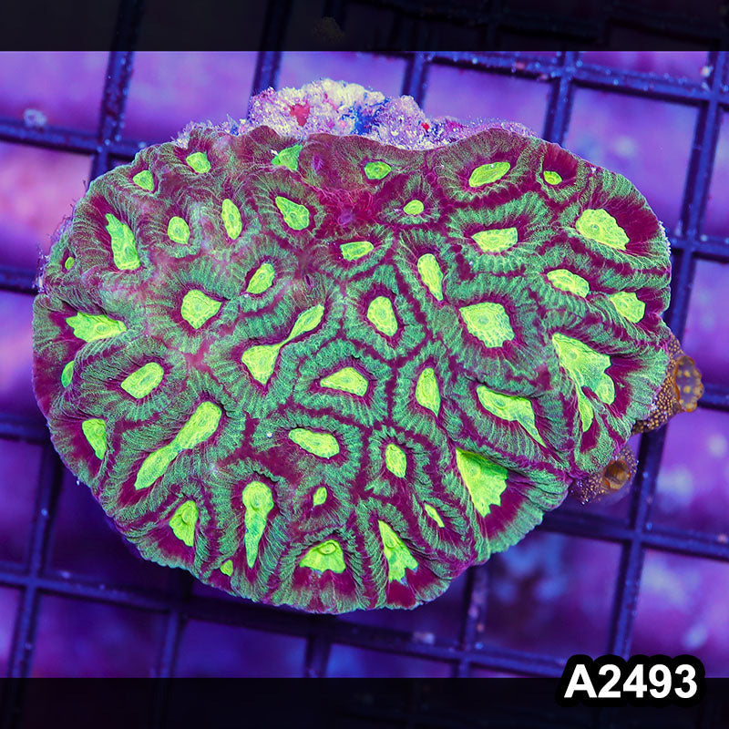 Item#A2493IN2493(S) WYSIWYG Aussie Ultra Unique Favia Mini Colony