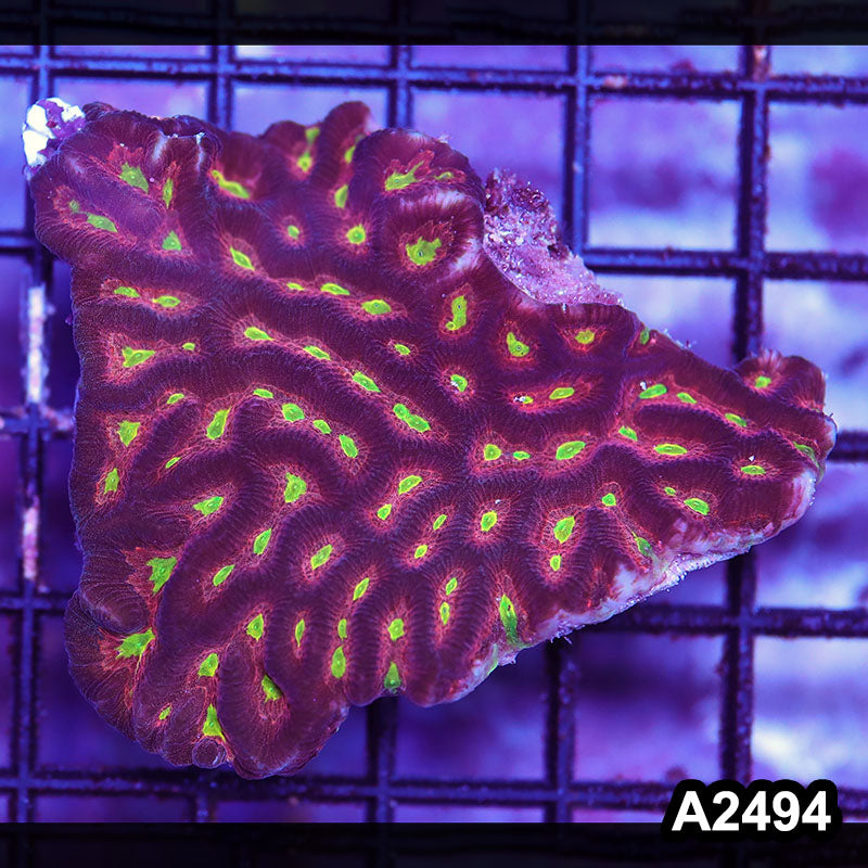 Item#A2494IN2494(S) WYSIWYG Aussie Ultra Maze Brain Mini Colony