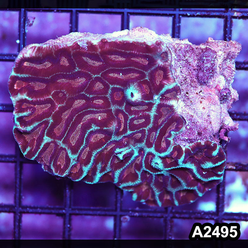 Item#A2495IN2495(S) WYSIWYG Aussie Ultra Maze Brain Mini Colony