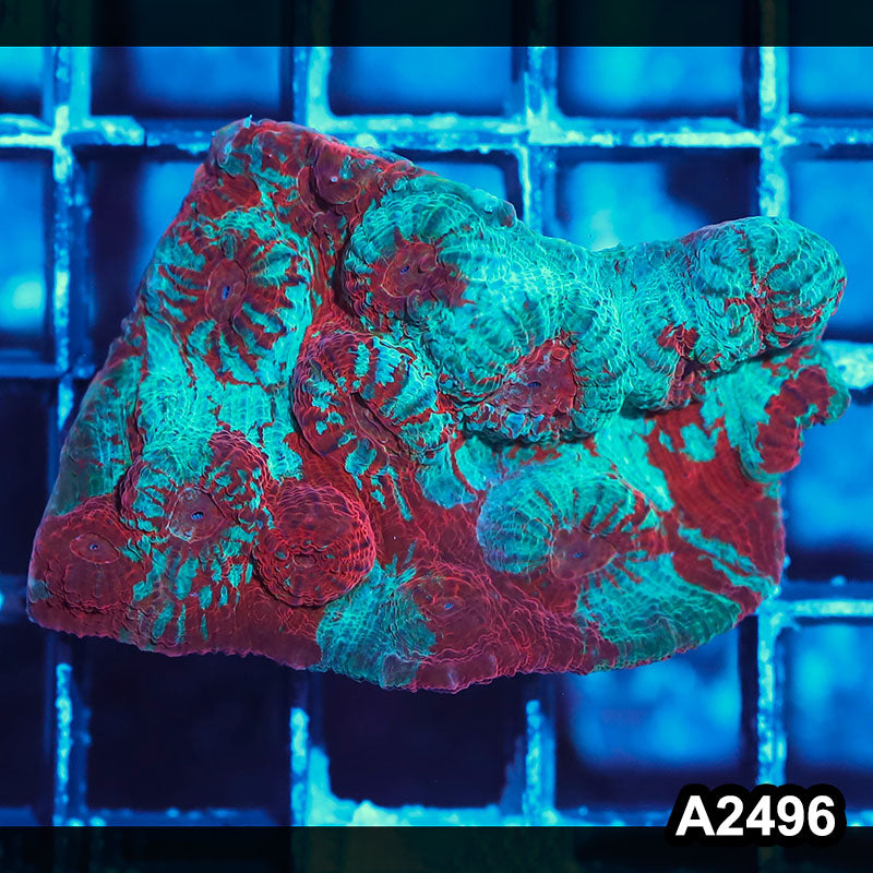 Item#A2496IN2496(S) WYSIWYG Aussie Ultra Chalice Mini Colony