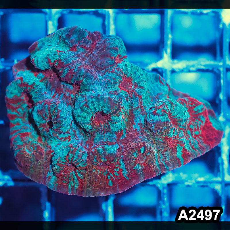 Item#A2497IN2497(S) WYSIWYG Aussie Ultra Chalice Mini Colony