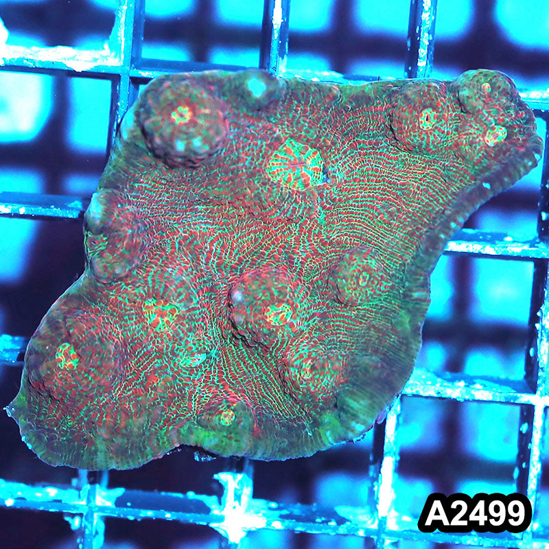 Item#A2499IN2499(S) WYSIWYG Aussie Ultra Chalice Mini Colony
