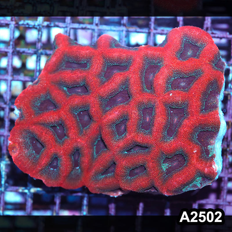 Item#A2502IN2502(L) WYSIWYG Aussie Ultra Bowerbanki Colony