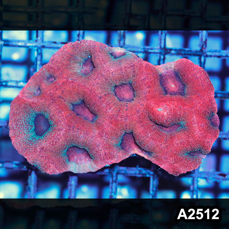 Item#A2512IN2512(S) WYSIWYG Aussie Ultra Bowerbanki Colony