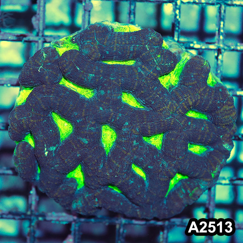 Item#A2513IN2513(M) WYSIWYG Aussie Ultra Bowerbanki Colony