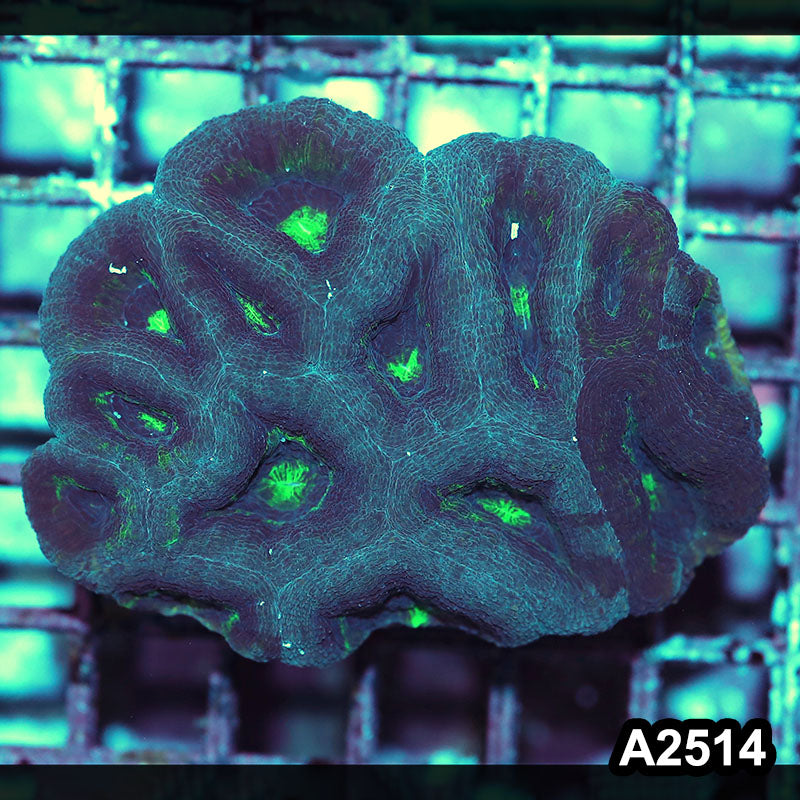 Item#A2514IN2514(M) WYSIWYG Aussie Ultra Bowerbanki Colony