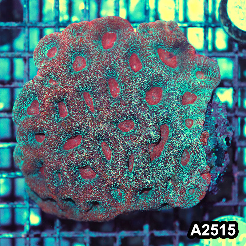 Item#A2515IN2515(L) WYSIWYG Aussie Ultra Bowerbanki Colony