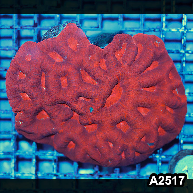 Item#A2517IN2517(L) WYSIWYG Aussie Ultra Bowerbanki Colony