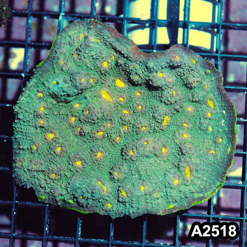Item#A2518IN2518(L) WYSIWYG Solomon Island Ultra Chalice Colony