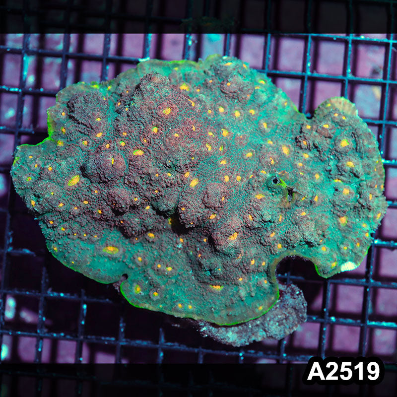 Item#A2519IN2519(L) WYSIWYG Solomon Island Ultra Chalice Colony