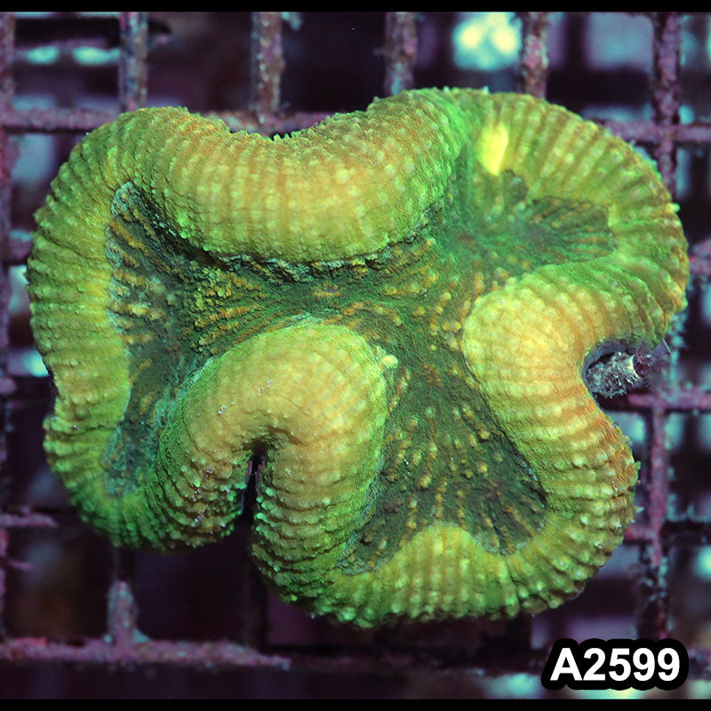 Item#A2599IN2599(M) WYSIWYG Solomon Island Ultra Unique Lobophyllia