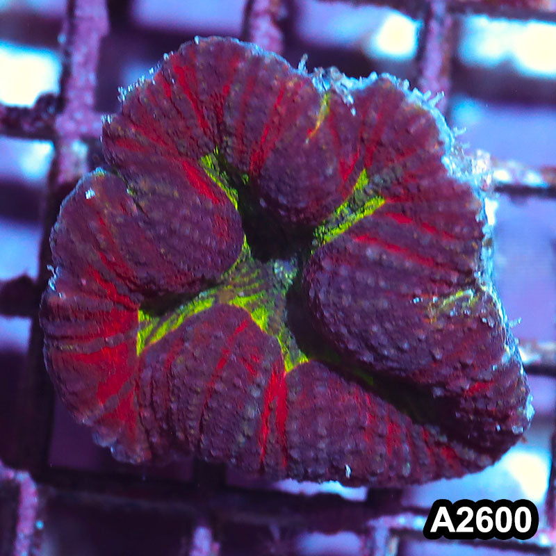 Item#A2600IN2600(S) WYSIWYG Solomon Island Ultra Unique Lobophyllia