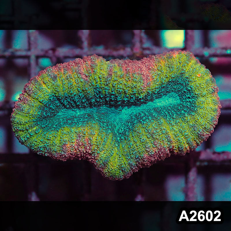 Item#A2602IN2602(S) WYSIWYG Aussie Rainbow Lobophyllia