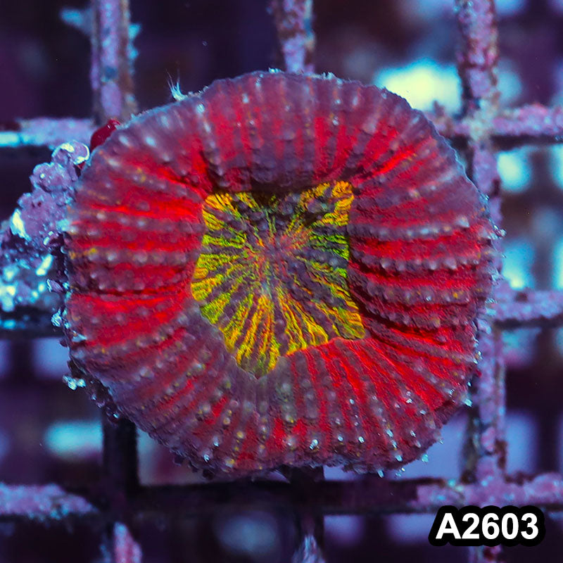 Item#A2603IN2603(S) WYSIWYG Solomon Island Ultra Lobophyllia