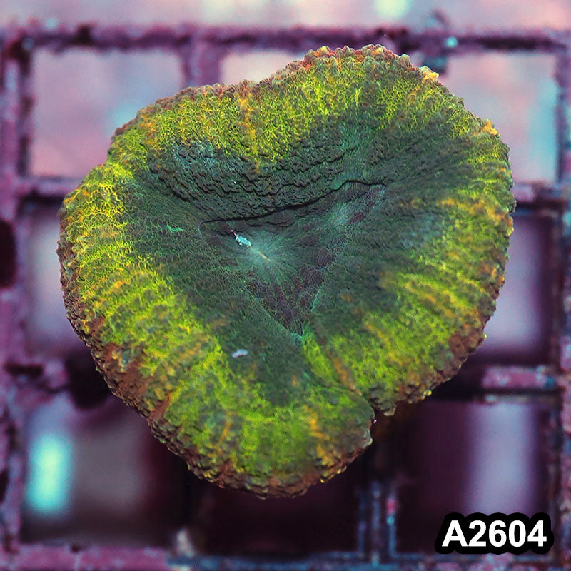 Item#A2604IN2604(S) WYSIWYG Aussie Rainbow Lobophyllia