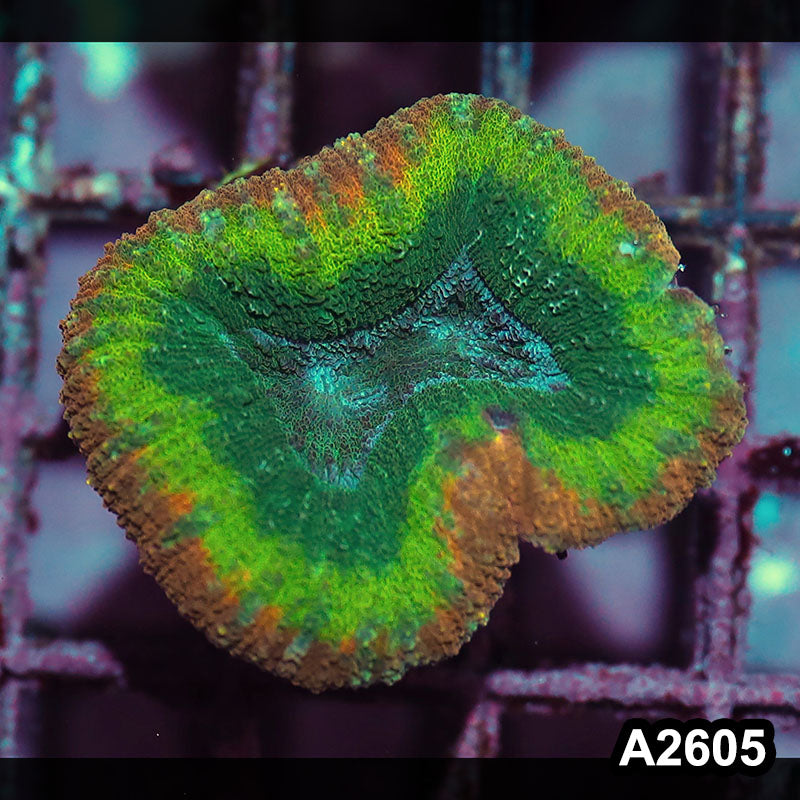 Item#A2605IN2605(S) WYSIWYG Aussie Rainbow Lobophyllia