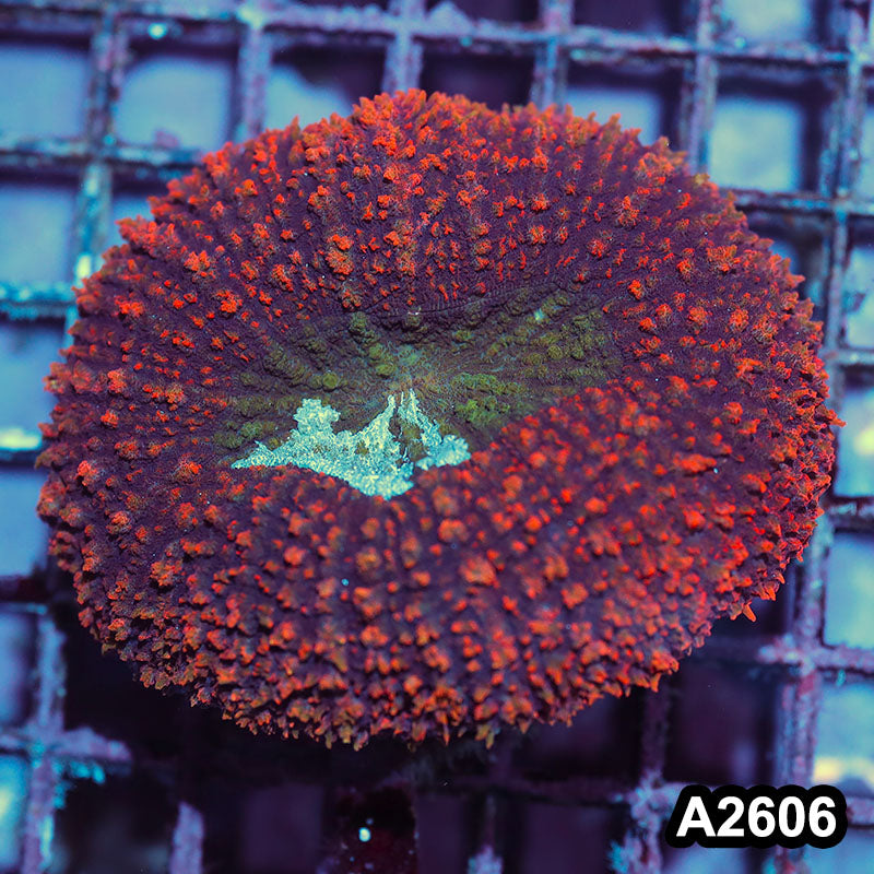 Item#A2606IN2606(M) WYSIWYG Aussie Ultra Unique Lobophyllia