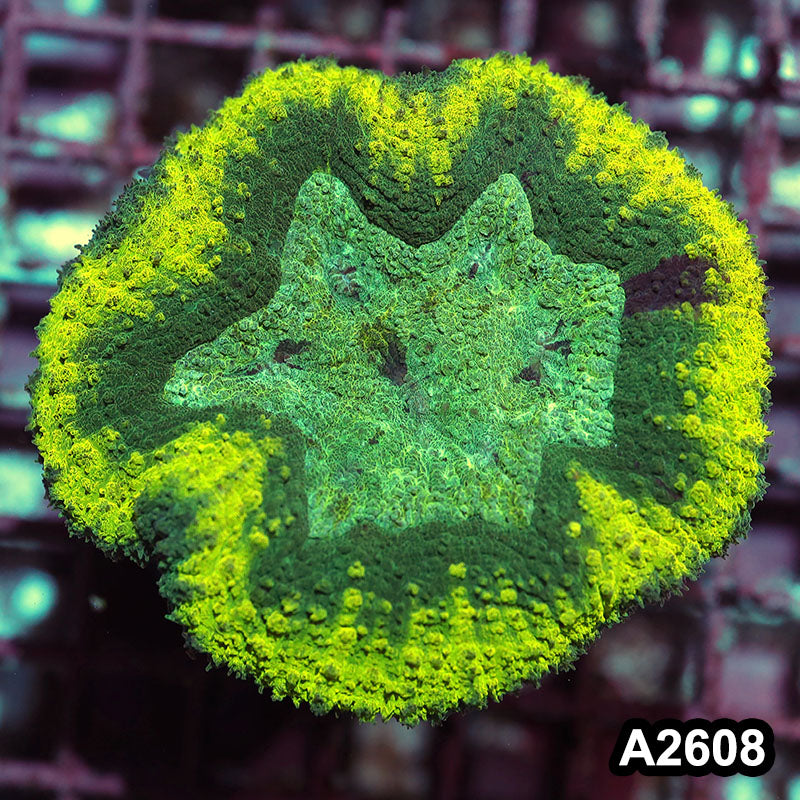 Item#A2608IN2608(M) WYSIWYG Aussie Ultra Unique Lobophyllia