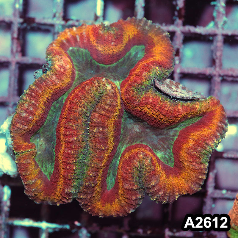 Item#A2612IN2612(M) WYSIWYG Aussie Rainbow Lobophyllia Colony