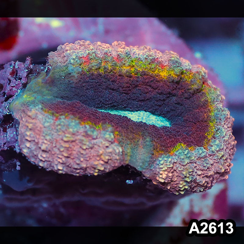 Item#A2613IN2613(S) WYSIWYG Aussie Rainbow Lobophyllia